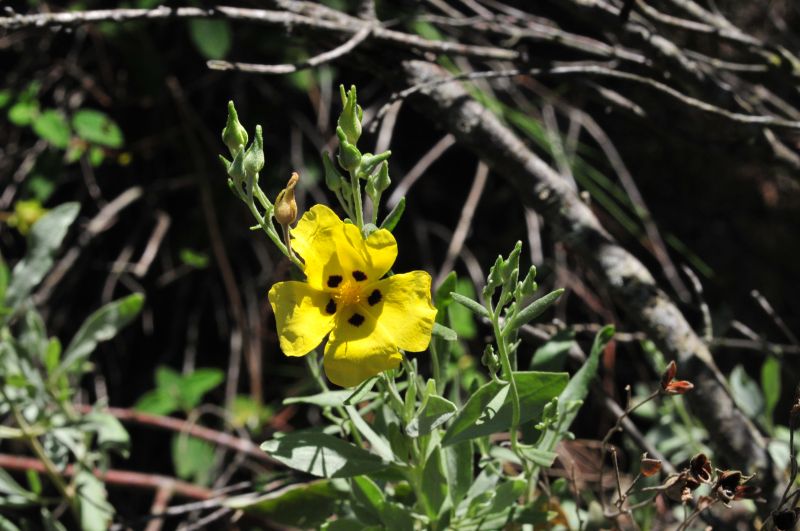 Halimium halimifolium / Cisto giallo